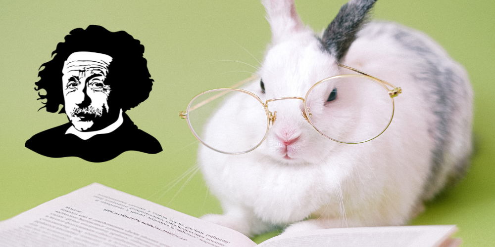 Are Pet Rabbits Intelligent article featured image