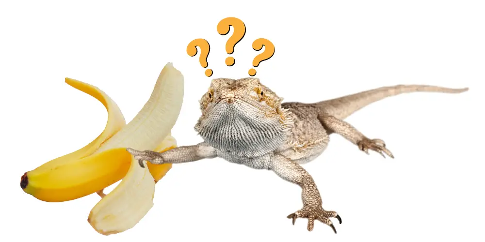 Can Bearded Dragons Eat Bananas article featured image