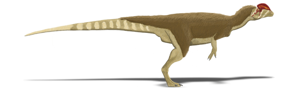 Dilophosaurus on white background