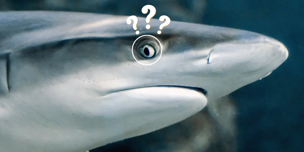 Do Sharks Have Eyelids illustration