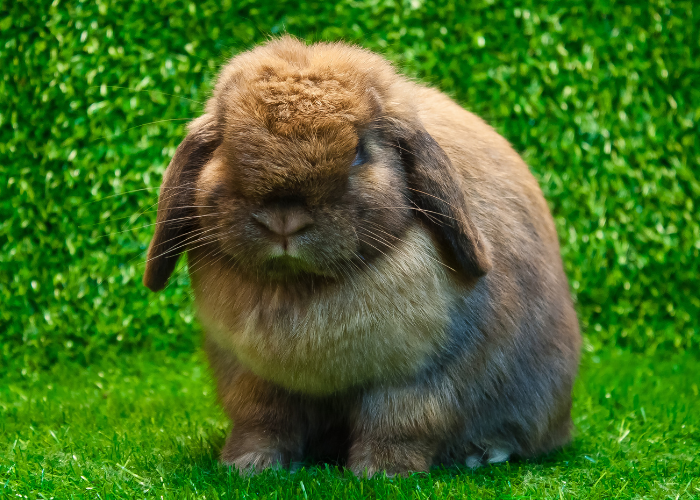 Holland Lop breed in the garden