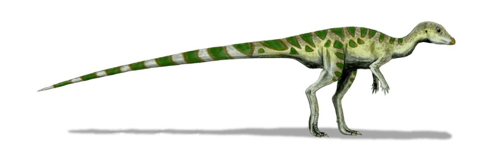 Leaellynasaura on white background