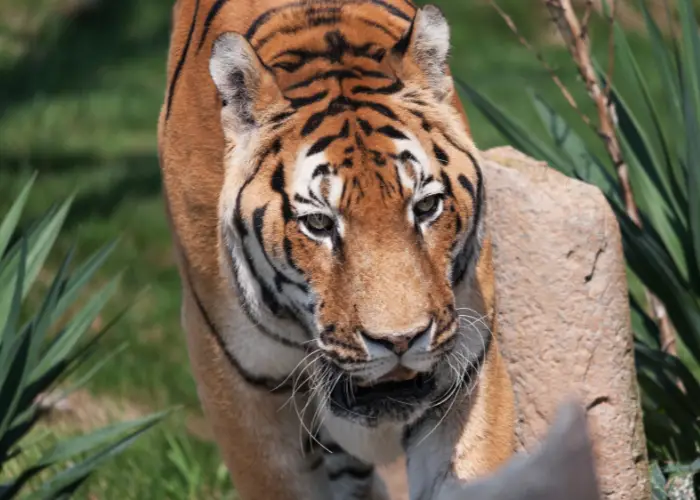 Sumatran Tiger close up photo