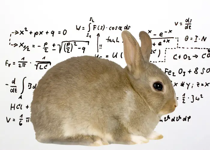 a rabbit against a mathematical formula background
