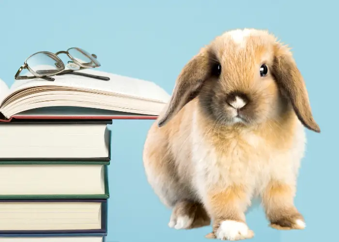  a rabbit beside 4 books