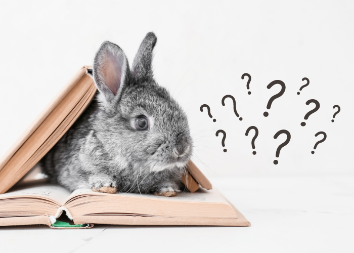 a rabbit in between 2 books looking at many question marks