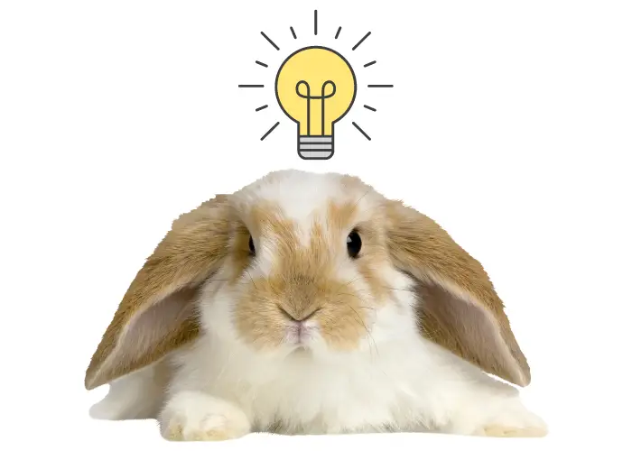 a rabbit with yellow bulb on white background