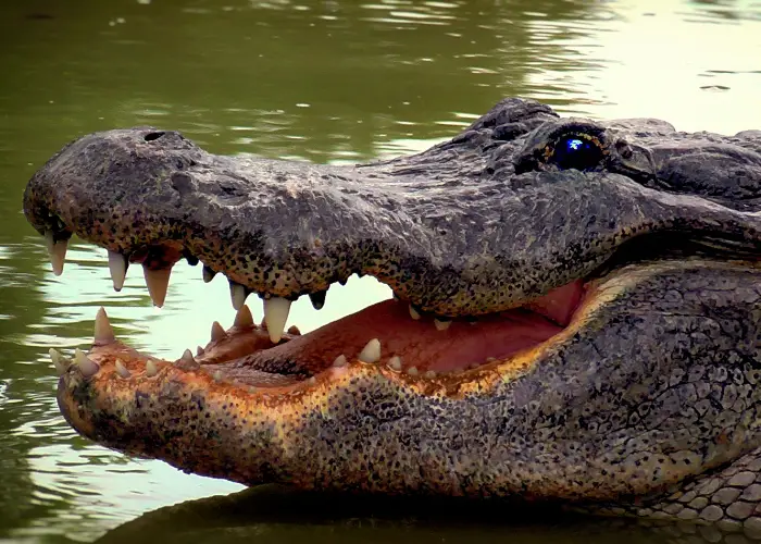 crocodile face close up photo
