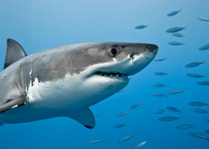 great white shark swimming in the ocean