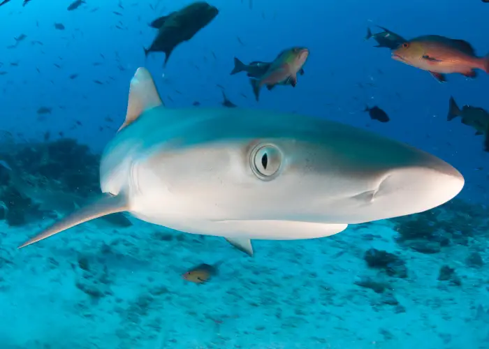 shark eyes close up photo