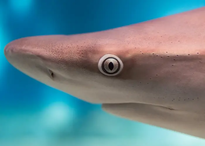 shark left eye close up photo