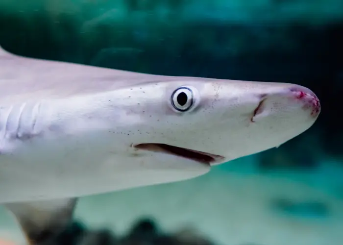 shark swimming with close up eye photo