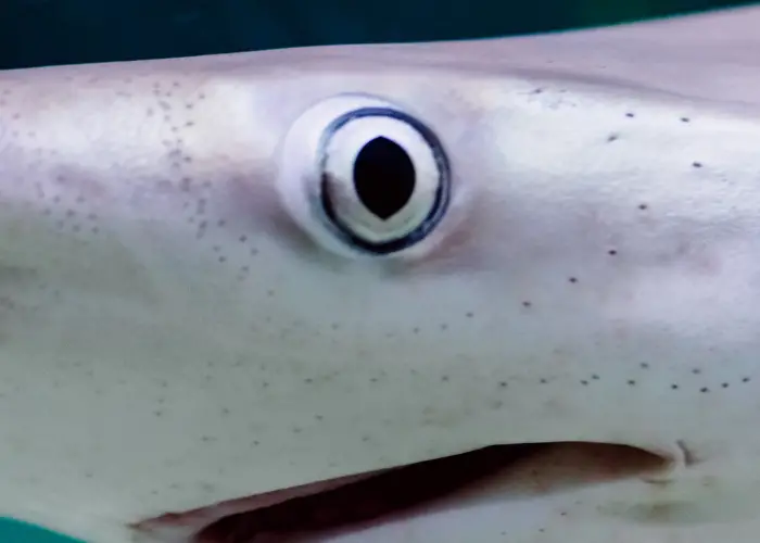shark with left eye close up photo
