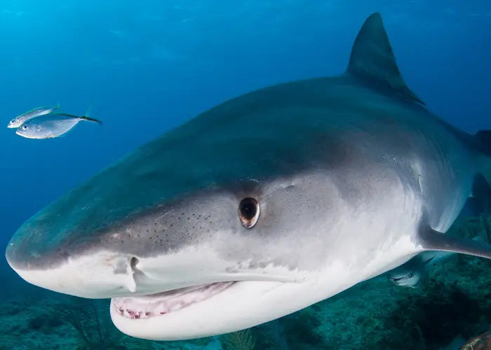 tiger shark with left eye close up photo