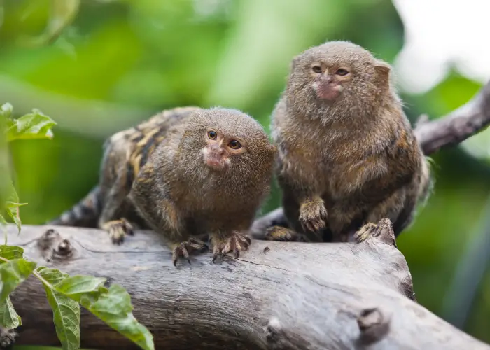 2 pygmy marmoset on a tree branch