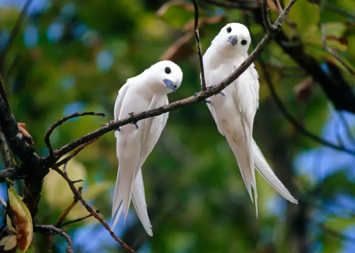 2 white birds on a tree branch