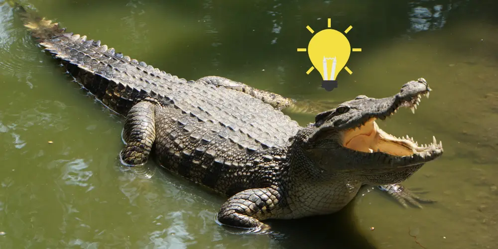Are Crocodiles Smart article featured image