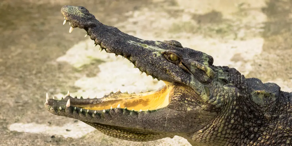 Do Crocodiles Have Tongues article featured image