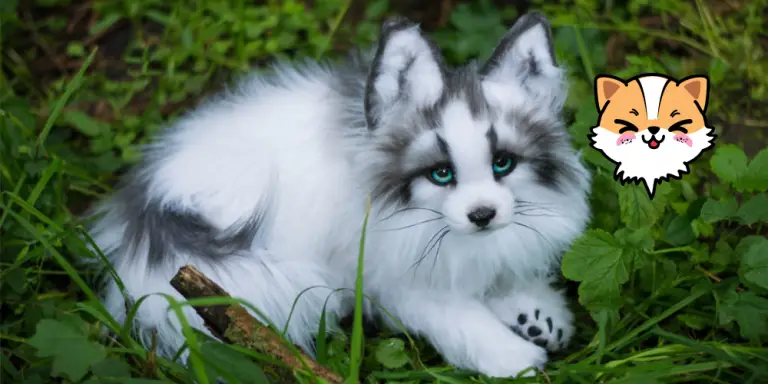 Canadian Marble Fox: A Hybrid Breed You Won't Believe Exists