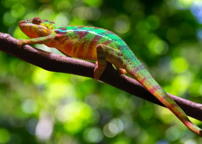 a chameleon on a tree branch
