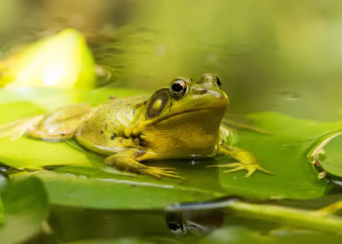 a frog on top of a leaf in a pond