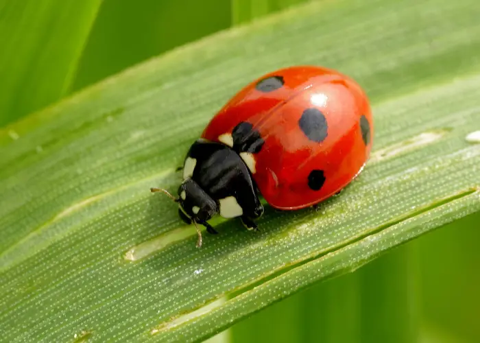 a ladybug on a green leaf