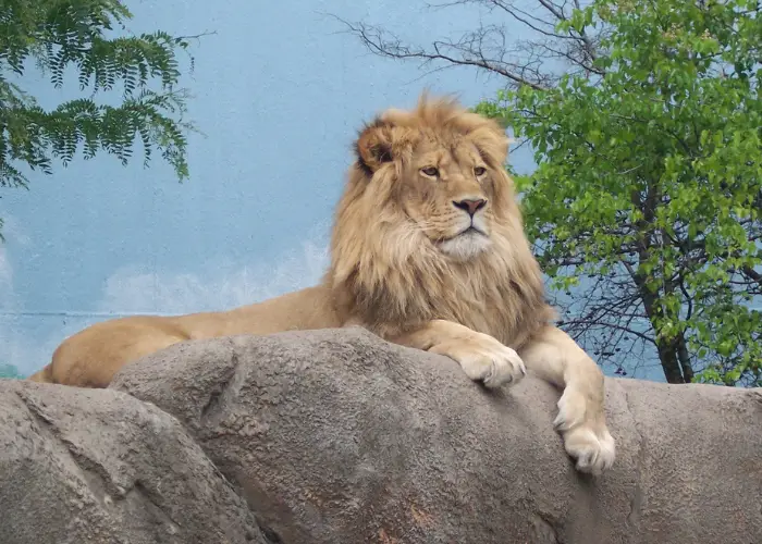 a lion resting on a rock