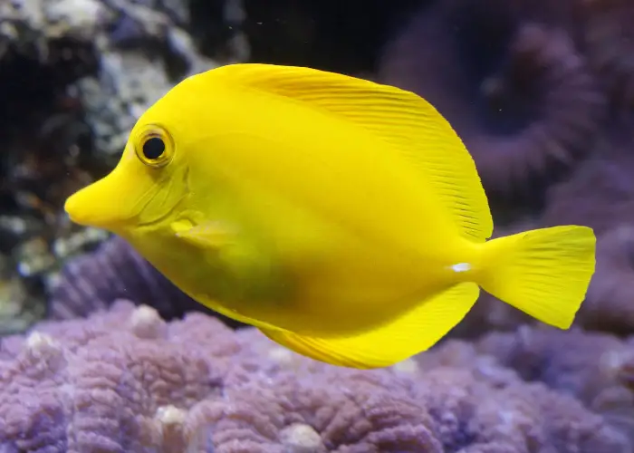 a yellow fish underwater