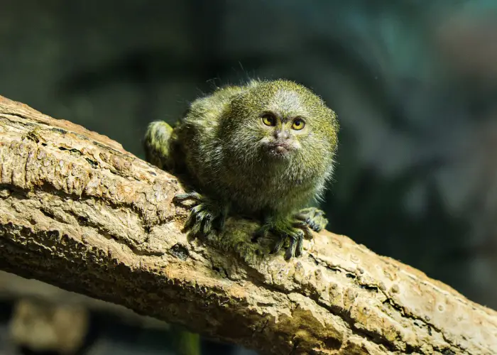 adult pygmy marmoset on a branch