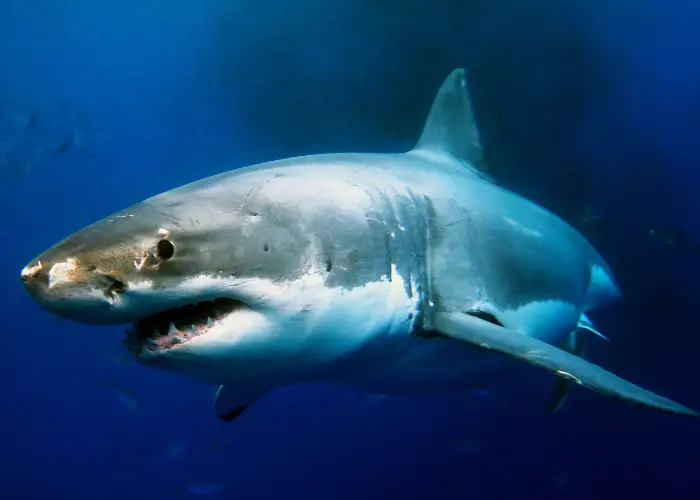 big great white shark close up photo