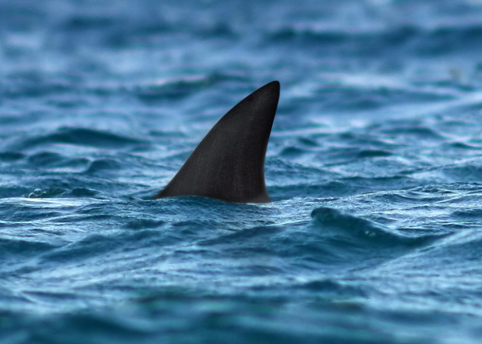 dorsal fin of shark in the ocean