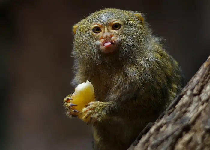 finger monkey eating a fruit