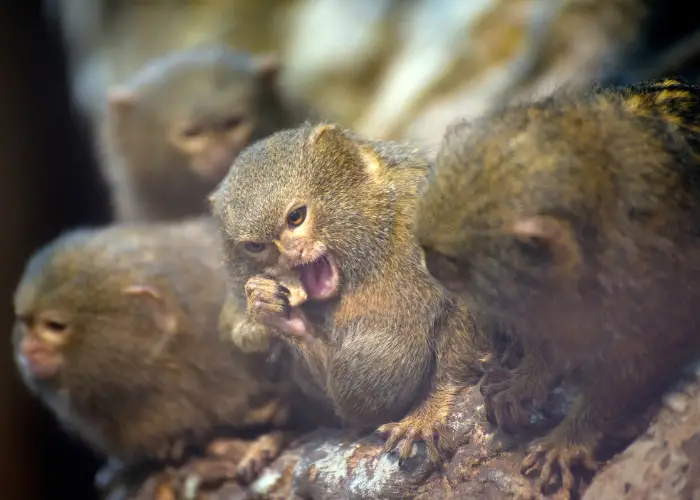 finger monkey family photo