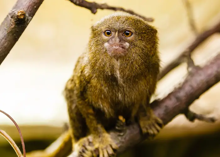 finger monkey on a branch close up photo