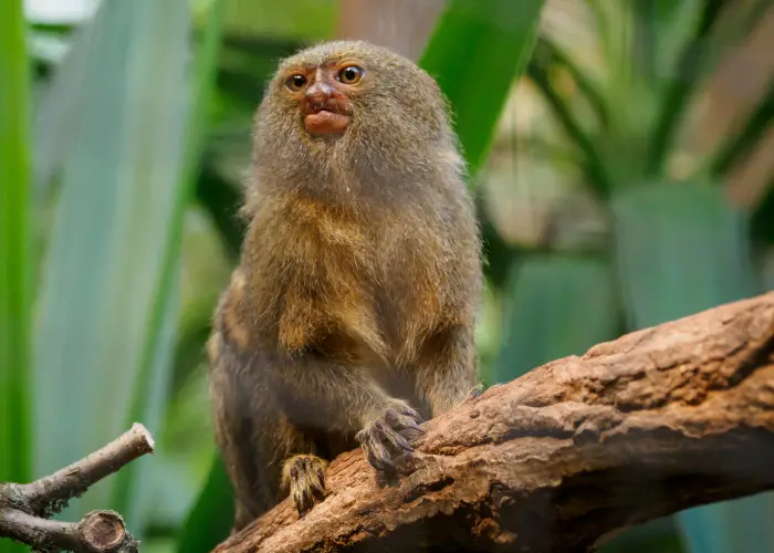 finger monkey on a branch looking on its right side