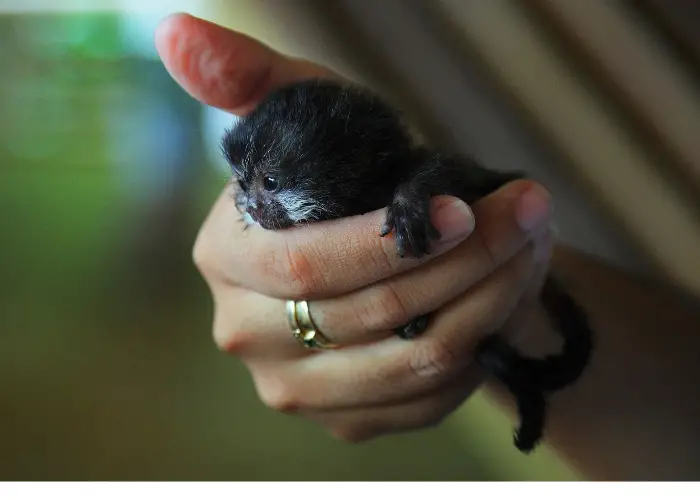 finger monkey on a hand