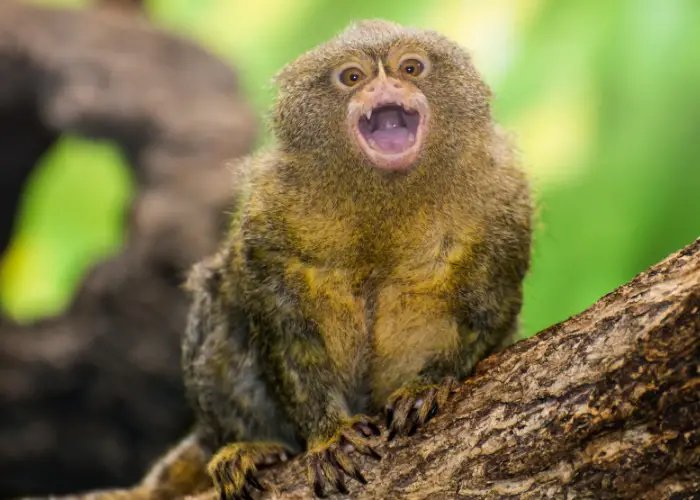finger monkey on a tree