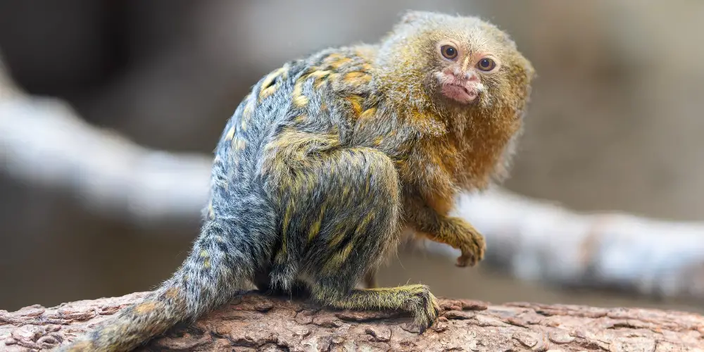 finger monkey or pygmy marmoset close up photo