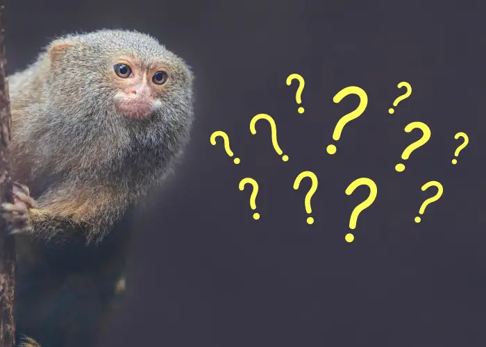 finger monkey with question marks on background