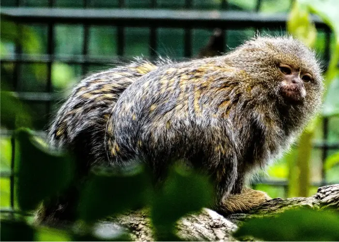 finger monkeys in captivity