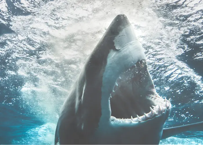 great white shark attacking