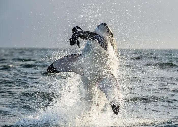 great white shark catching a seal for meal