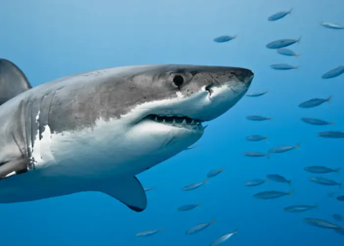 shark in the deep water close up photo