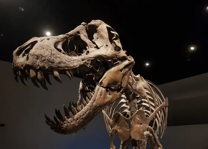 t-rex fossil in a museum