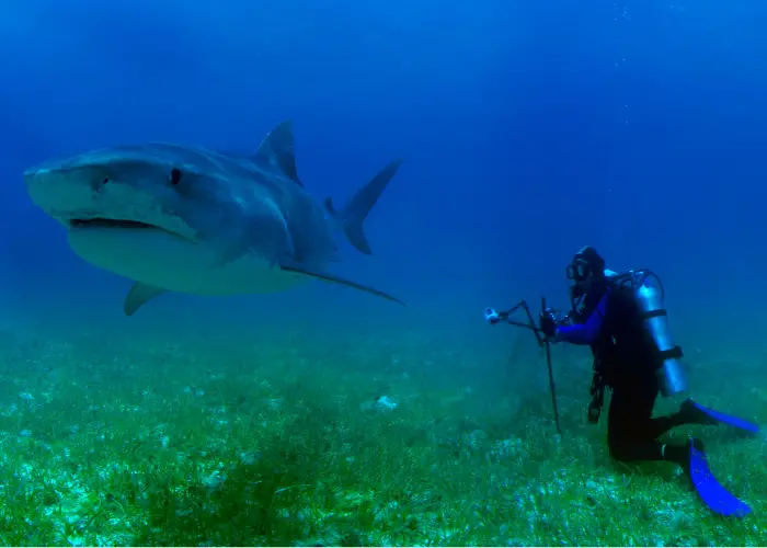 tiger shark and a scuba diver