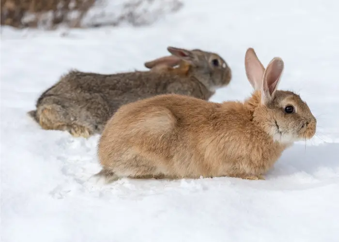 2 rabbits in the snow