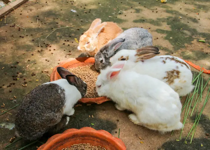 5 rabbits eating pellets