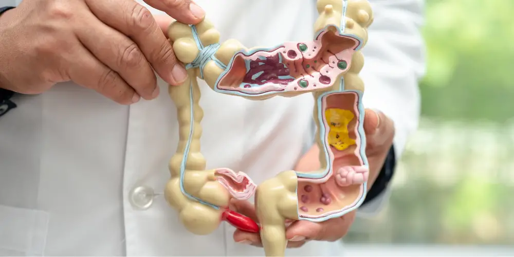 A Vet showing a rabbit digestive system