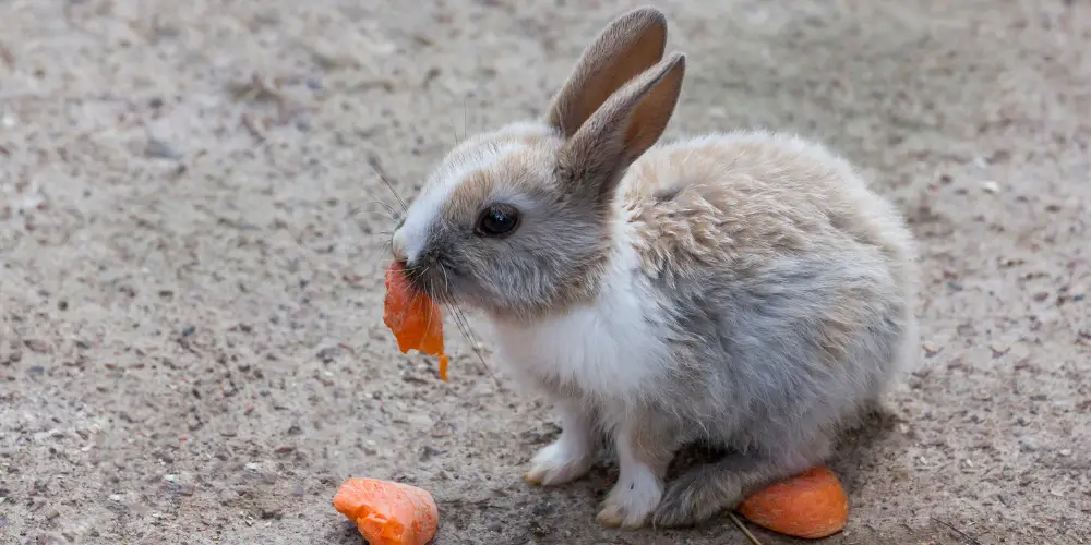 A rabbit eating a carrot