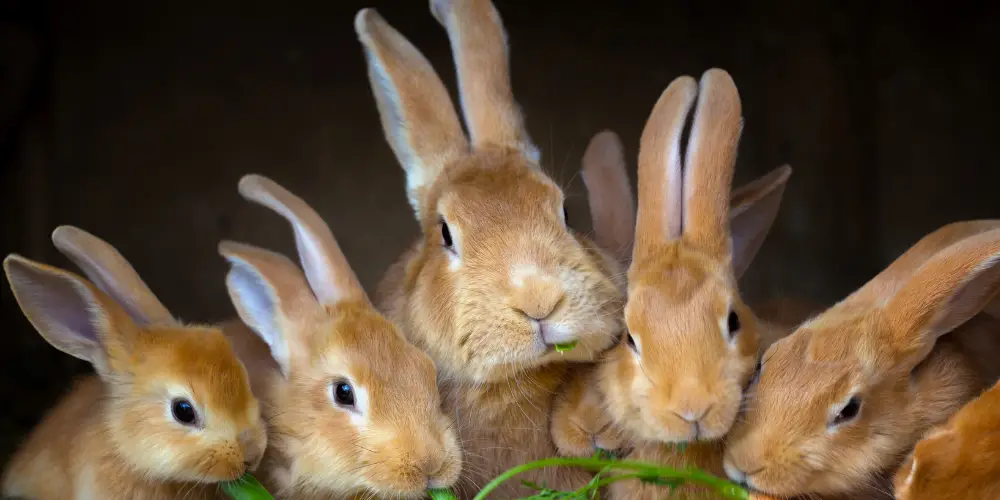 Are Rabbits Herbivores, Carnivores, or Omnivores article featured image